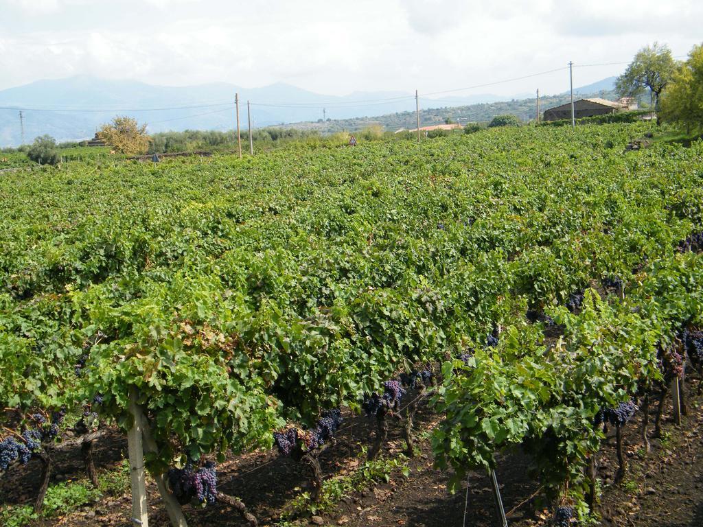 Etna Wine Azienda Agrituristica Passopisciaro Zewnętrze zdjęcie