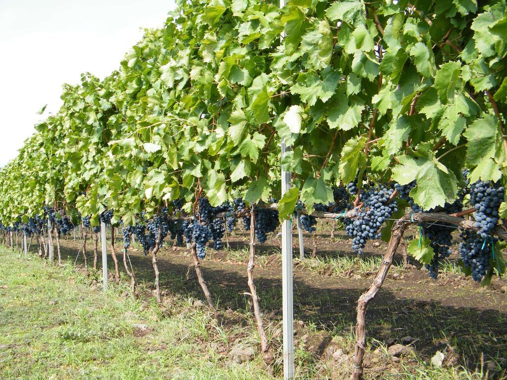 Etna Wine Azienda Agrituristica Passopisciaro Zewnętrze zdjęcie